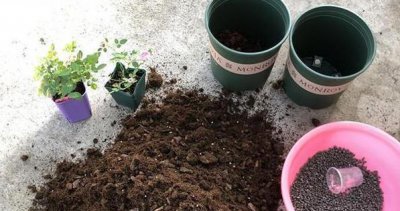 给月季换盆要带着原土换吗 盆栽月季换盆旧土还能用吗