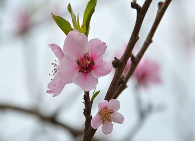林芝桃花节是几月份的花期 西藏林芝桃花观赏季节