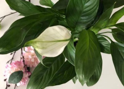 白掌怎么养才能更旺盛 夏天如何养护白掌长势旺盛