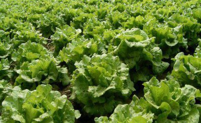 生菜怎么种植方法如下 怎么种生菜种子出苗又快又好