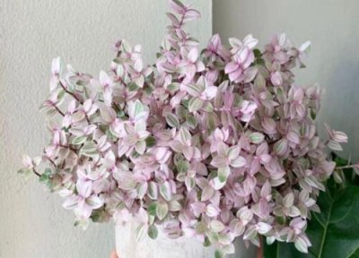 油画吊兰耐寒吗 油画婚礼吊兰冬天怎么养