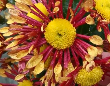 菊花是什么植物 菊花长什么样子