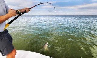 新鲜嫩蚕豆怎样钓鱼好 新鲜嫩蚕豆如何钓鱼好