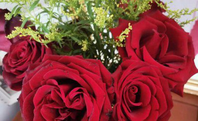 玫瑰花的形状姿态香味的描写 玫瑰花的样子 颜色 气味 其他形状姿态怎么描写