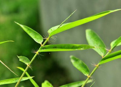 竹树开花预兆 竹树开花什么预兆