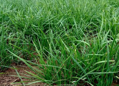 韭菜冲施什么肥料好 种韭菜用什么肥料浇长得最好