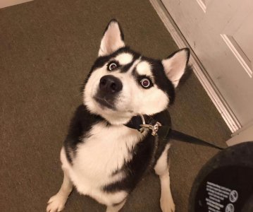 狗像疯了一样满屋乱跑还乱叫怎么回事 狗突然狂叫乱跑原因