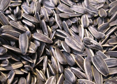 瓜子是怎么来的 卖的向日葵瓜子是从哪里生长出来的