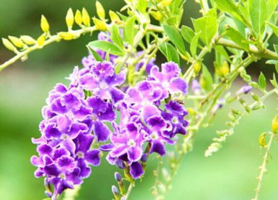 蕾丝金露的花期时间 蕾丝金露花花期是什么时候