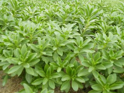 养心草特点 养心草的功效与作用