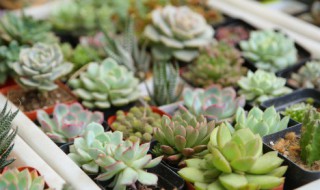 办公桌放什么植物好又旺财 在办公桌放什么植物可以旺财