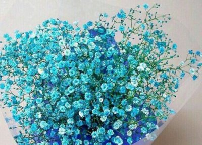 满天星所有颜色的花语和寓意 各色满天星代表的象征意义