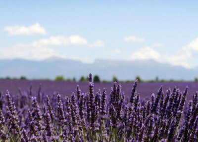薰衣草简介 薰衣草和马鞭草的区别