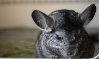 龙猫能和狗狗一起养吗 龙猫能和狗狗混养吗