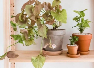 合果芋怎么修剪好看 合果芋什么时候修剪合适