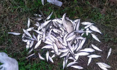 蚯蚓钓鱼的技巧 使用蚯蚓钓鱼的方法窍门及主要技巧