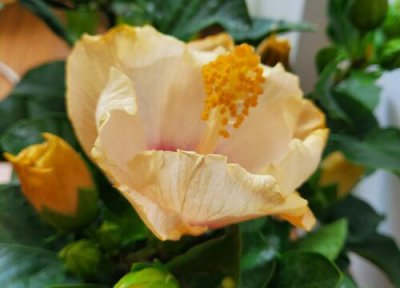 扶桑花在室内养好不好 扶桑花养护需要满足什么条件开花大