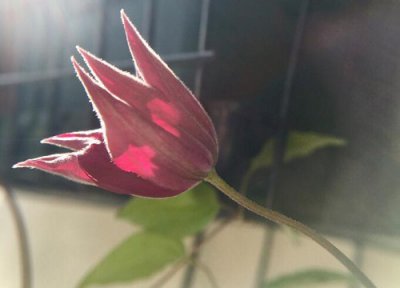 铁线莲种植多久开花 从发芽到开花要多长时间