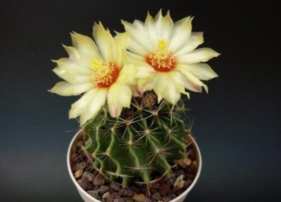 请问仙人球夏天换盆可以吗 仙人球换盆需要注意什么