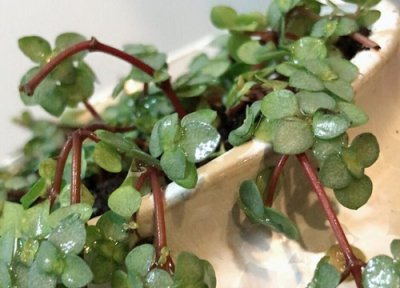 冷水花开花吗 开花是什么样子 图片