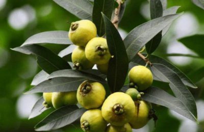 水翁蒲桃果实吃法 水翁蒲桃果实怎么吃