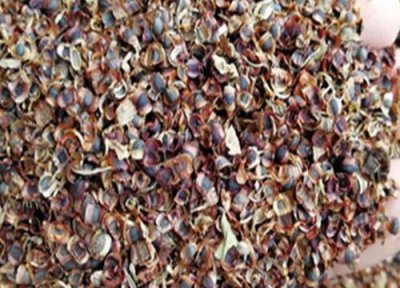 金鸡菊种子播种时间 金鸡菊种子什么时候播种最好