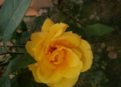 达尔文月季是藤本还是灌木 达尔文月季属于藤本还是灌木