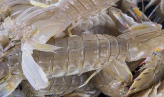 濑尿虾如何保鲜 濑尿虾的保鲜方法介绍