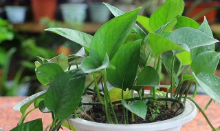 绿萝怎么插杆 绿萝如何插杆