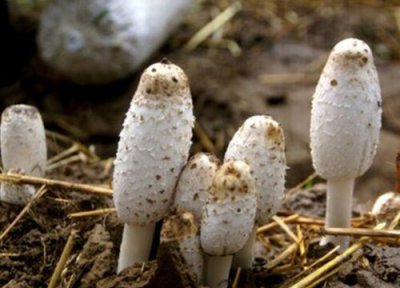 药蘑菇的作用 药磨菇生长在什么地方