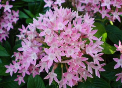 繁星花冬天会死吗 繁星花叶子为什么会枯