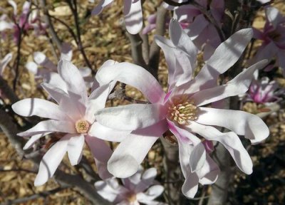玉兰花什么时候开花 一年开几次花