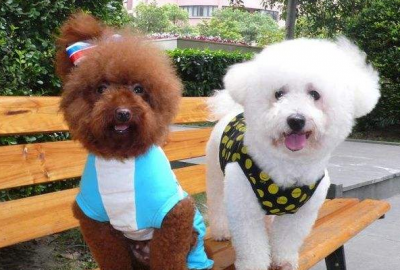 泰迪和比熊哪个好养 对比哪种宠物狗听话不扰民