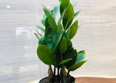 养护金钱树如何改善黄叶 金钱树黄叶怎么处理方法