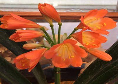 秋季君子兰烂根如何处理 8月怎么养君子兰避免烂根挂掉