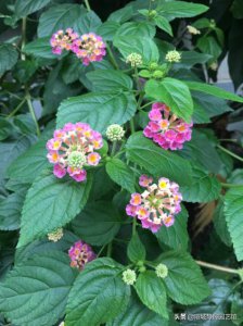 五叶梅一年四季开花吗 家养五色梅方法及注意事项