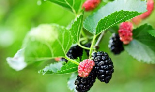 桑葚是凉性的还是热性 桑葚属性是凉还是热