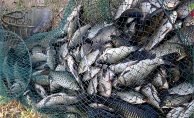 冬季专钓大鲫鱼偏方 寒冬野钓大鲫鱼的2种民间钓法