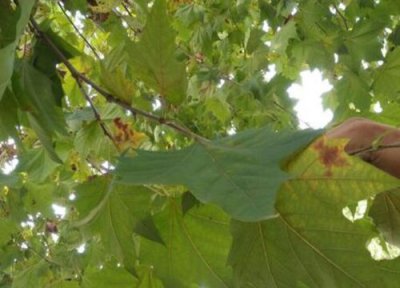 杨树病虫害有哪些 防治技术与方法