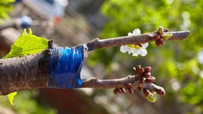 果树嫁接用花芽还是叶芽 用花芽嫁接会长出枝条吗