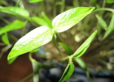 绿豆发芽可以吃么 绿豆发芽了可以吃吗