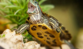 怎么判断龟是公母 如何判断龟是公母