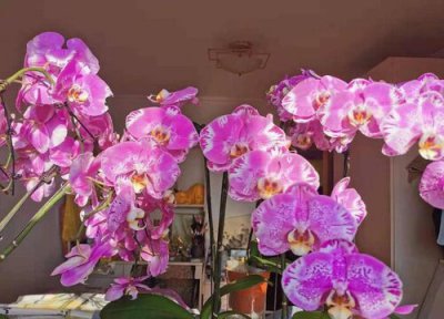 蝴蝶兰如何养护长小侧芽 蝴蝶兰能繁殖小侧芽吗?