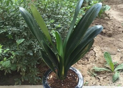 夏天君子兰能施肥吗 夏季可以给君子兰喂肥吗