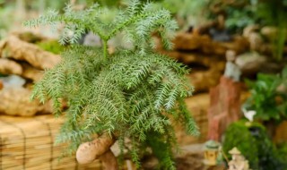 澳洲杉适合什么地方种植 澳洲杉适合哪些地方种植