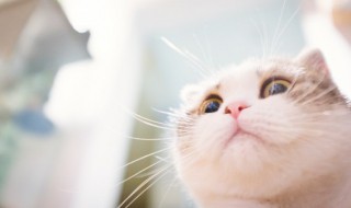 怎么看猫咪公母 怎么判断猫公母