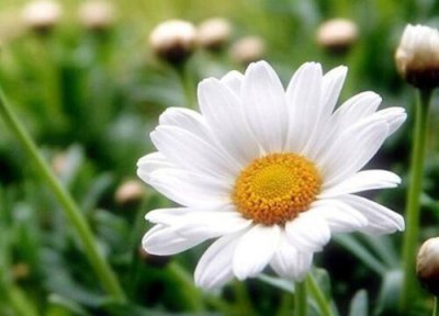 杭菊和贡菊区别 杭菊和贡菊的区别