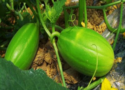 梨瓜成熟时间 梨瓜什么时候成熟