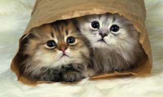 被猫抓了会怎么样 被猫抓了如何处理