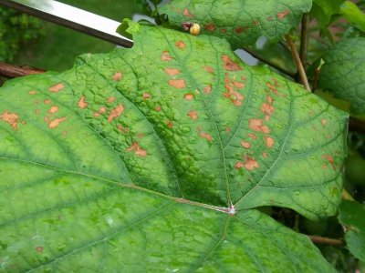 葡萄叶子褐色斑是什么病 葡萄褐斑病主要危害症状及防治